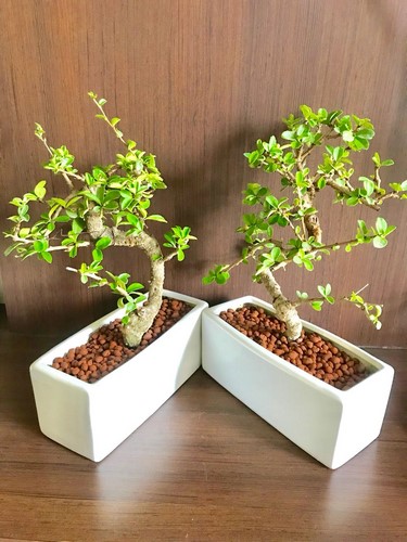 Bluetone Ceramics