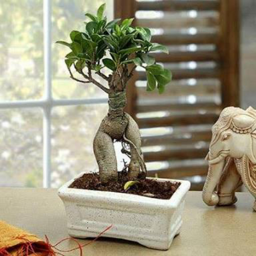 Bluetone Ceramics